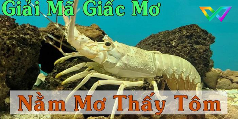ngu-mo-thay-tom-danh-con-gi