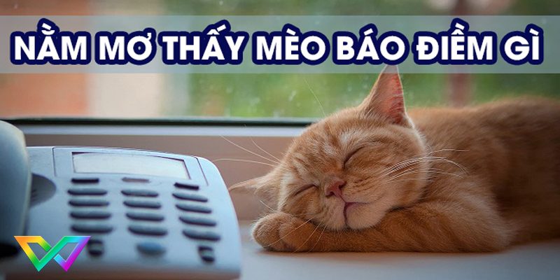 mo-thay-meo-la-diem-bao-gi